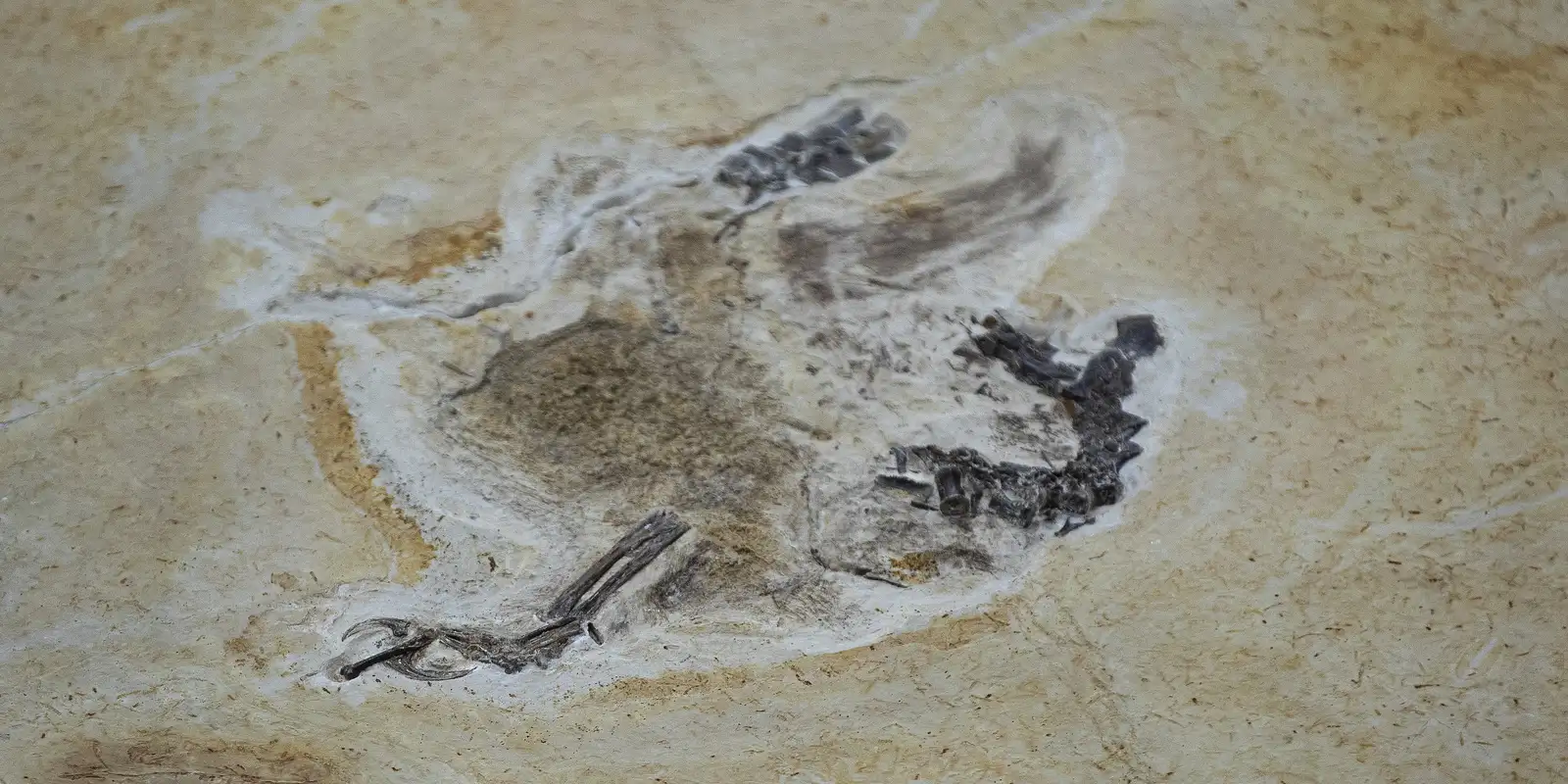 Fósseis retirados da Bacia do Araripe voltam ao Brasil 30 anos depois